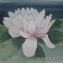 Pond Lily