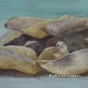 Seals